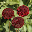 Dahlia 'Crossfield Ebony' Tubers