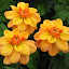 Dahlia 'Ginger Snap' Tubers
