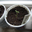 Tomato 'Brandywine'