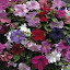 Petunia 'Super Cascade Improved'