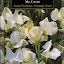 Sweet Pea 'Mrs Collier'