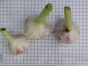 Inchelium Red