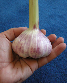 Inchelium Red