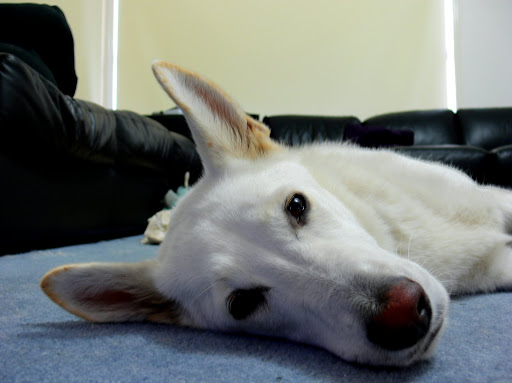 Sick dog Sick dog