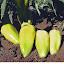 Sweet Pepper 'Gypsy'