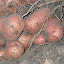 Potato 'Sárpo Axona'