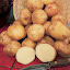 Potato 'Cara'