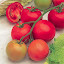 Tomato 'Shirley'