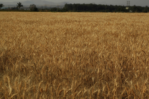 Fields of wheat??