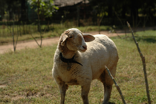Sheep