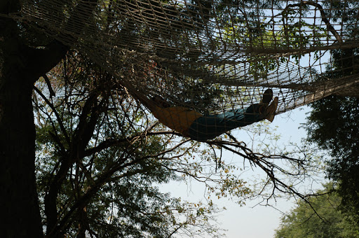 tree hammock