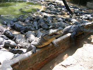 Hungry crocodiles