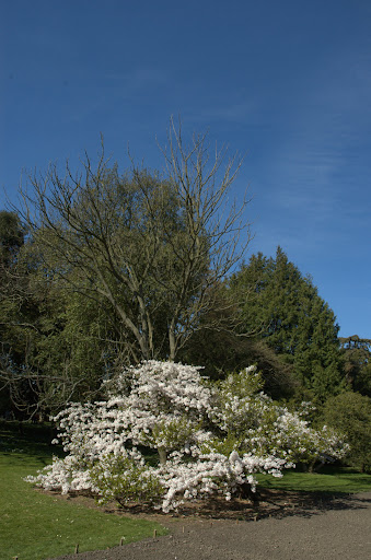 Spring in Dublin