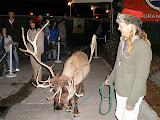 Raindeer