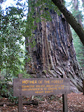 Mother of the forest : parmi les plus grand organismes vivants : plus de 110m!