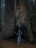 Des cavernes sous les arbres !