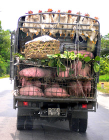 On a wagon, bound for market...