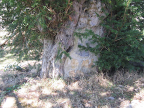 Tronco Tejo de Cébrano