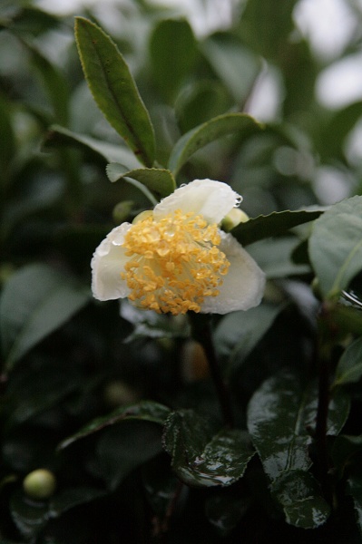 茶花
