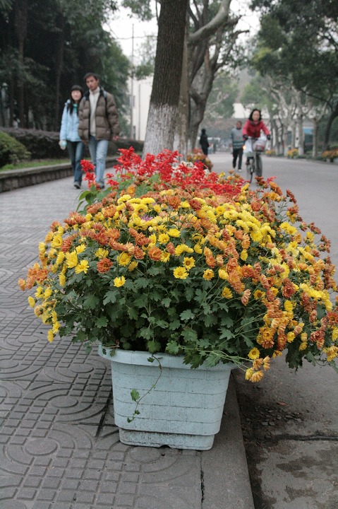 菊花