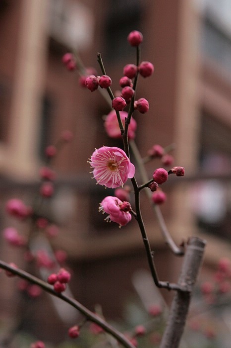 红梅