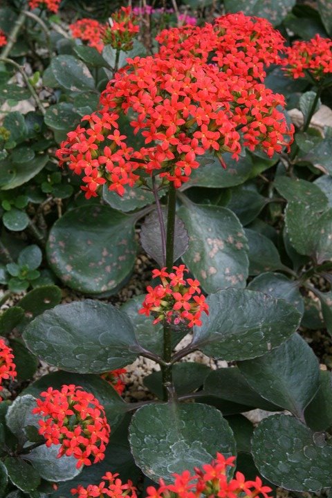长寿花