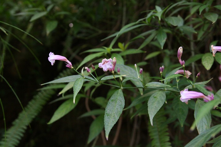 ???花