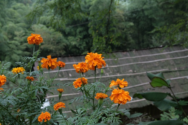小学旁边的花