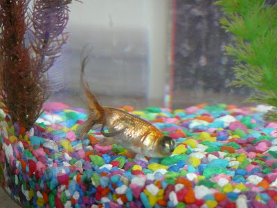 Our Nemo...