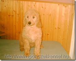 IPOLY-SZÉLI DEBORAH
