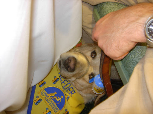 MoCCI Breeder Dog Mondo