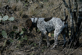 German Shorthair on point