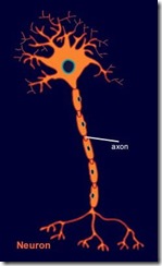 axon
