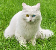 picocat.com_5