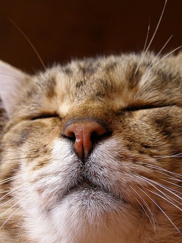 funny_cat_pictures_05