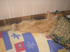 funny_cat_pictures_07