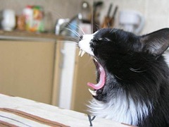 funny_cat_pictures_08
