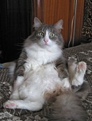 funny_cat_pictures_14