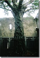 Barb's Irish Tree 1