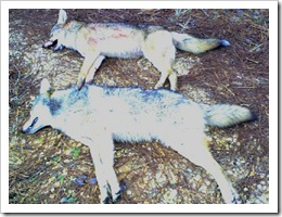 Coyotes killed by Harry 012808