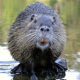 bever