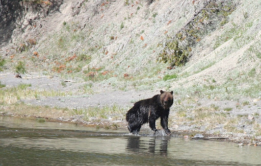 Grizzly Sow With Two Cubs