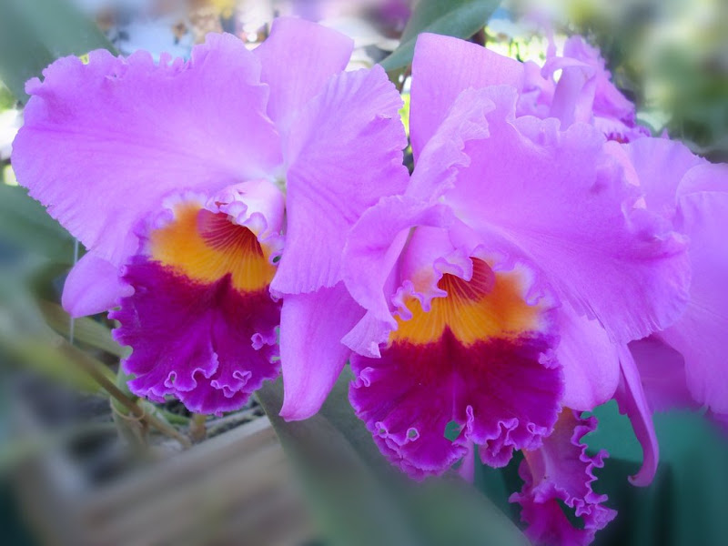 laeliocattleya-drumbeat-triumph-dsc00932