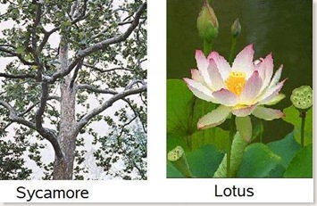 Platanus and Lotus