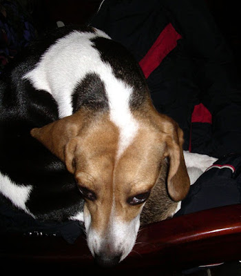 [DOG]超級破壞王－豆豆戰績記實！ - 阿祥的網路筆記本