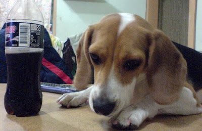 [DOG]公然毀壞國幣！ - 阿祥的網路筆記本