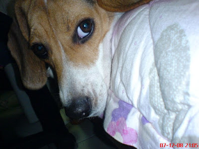 [DOG]豆豆是個小朋友！ - 阿祥的網路筆記本