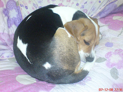 [DOG]豆豆是個小朋友！ - 阿祥的網路筆記本