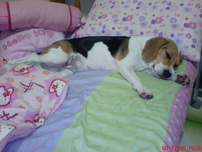 [DOG]豆豆是個小朋友！ - 阿祥的網路筆記本