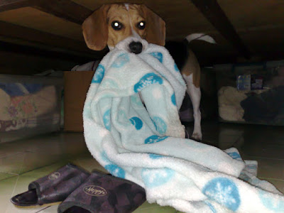 [DOG]豆豆新剋星…專用嘴套侍候！ - 阿祥的網路筆記本